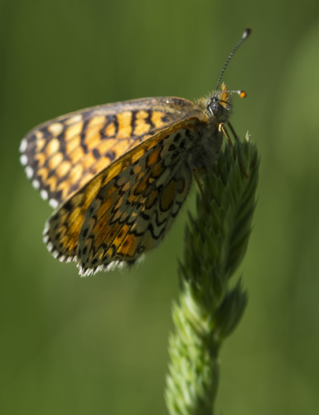 Conferma Melitaea cinxia